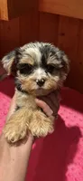 Jersey, a female Yorkshire Terrier for sale in Alvord, IA – 3 of 10