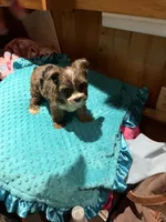 Rex, a male Yorkshire Terrier for sale in Alvord, IA – 3 of 7