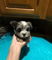 Bluey , a male Yorkshire Terrier for sale in Alvord, IA – Photo 3 of 7