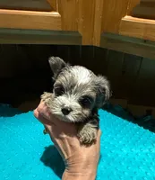 Bluey , a male Yorkshire Terrier for sale in Alvord, IA – Photo 2 of 7