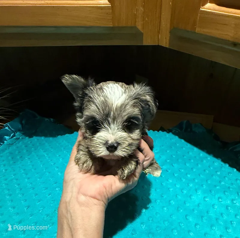 Bluey  – Yorkshire Terrier puppy for sale in Alvord, IA