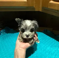 Bluey , a male Yorkshire Terrier for sale in Alvord, IA – Photo 1 of 7