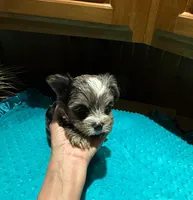 Bluey , a male Yorkshire Terrier for sale in Alvord, IA – Photo 5 of 7