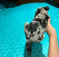 Bluey , a male Yorkshire Terrier for sale in Alvord, IA – Photo 7 of 7