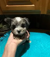Bluey , a male Yorkshire Terrier for sale in Alvord, IA – Photo 6 of 7