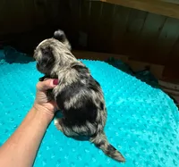 Bluey , a male Yorkshire Terrier for sale in Alvord, IA – Photo 4 of 7