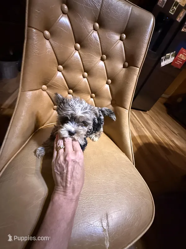 Bluey  – Yorkshire Terrier puppy for sale in Alvord, IA