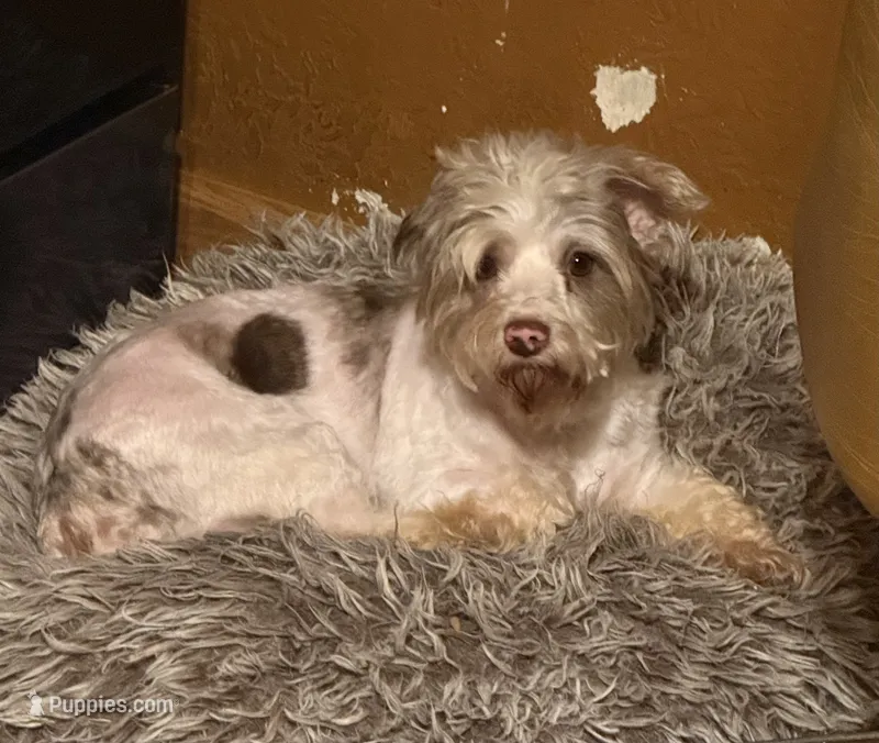 Paisley – Yorkshire Terrier puppy for sale in Alvord, IA