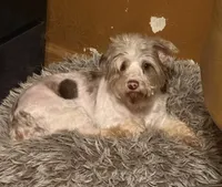 Paisley, a female Yorkshire Terrier for sale in Alvord, IA – 1 of 2