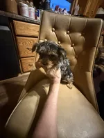 Diego, a male Yorkshire Terrier for sale in Alvord, IA – 5 of 10