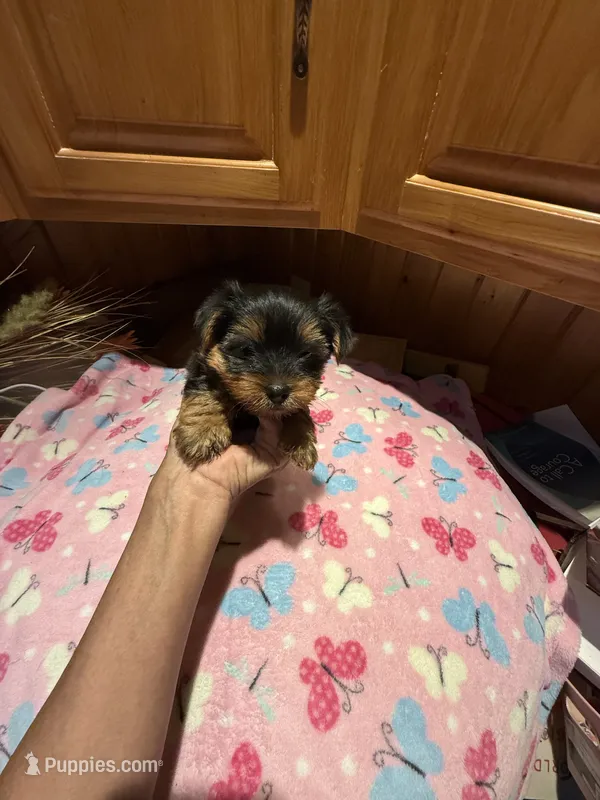 Anna – Yorkshire Terrier puppy for sale in Alvord, IA