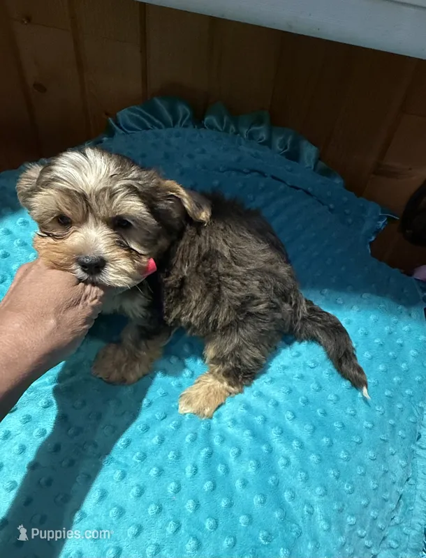 Winston – Yorkshire Terrier puppy for sale in Alvord, IA