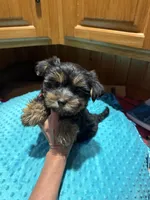Lloyd, a male Yorkshire Terrier for sale in Alvord, IA – 7 of 7