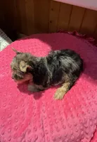 Rapunzel , a female Yorkshire Terrier for sale in Alvord, IA – 5 of 7