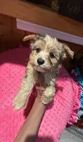 Ariel, a female Yorkshire Terrier for sale in Alvord, IA – 6 of 8