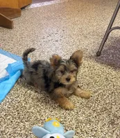 Duke, a male Yorkshire Terrier for sale in Alvord, IA – 4 of 5