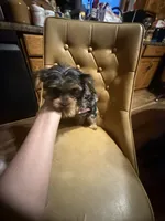 Diego, a male Yorkshire Terrier for sale in Alvord, IA – 10 of 10