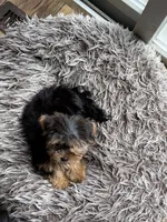 Bailey Jr, a female Yorkshire Terrier for sale in Alvord, IA – 9 of 10