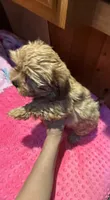 Goldie , a female Yorkshire Terrier for sale in Alvord, IA – 6 of 7