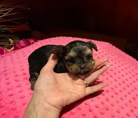 Abby, a female Yorkshire Terrier for sale in Alvord, IA – Photo 4 of 4