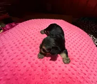 Abby, a female Yorkshire Terrier for sale in Alvord, IA – Photo 3 of 4