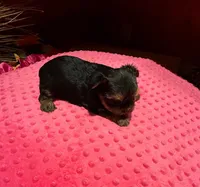 Abby, a female Yorkshire Terrier for sale in Alvord, IA – Photo 2 of 4