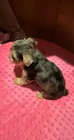 Sally, a female Yorkshire Terrier for sale in Alvord, IA – 8 of 10
