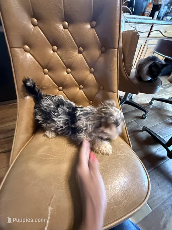 Diego  – Yorkshire Terrier puppy for sale in Alvord, IA