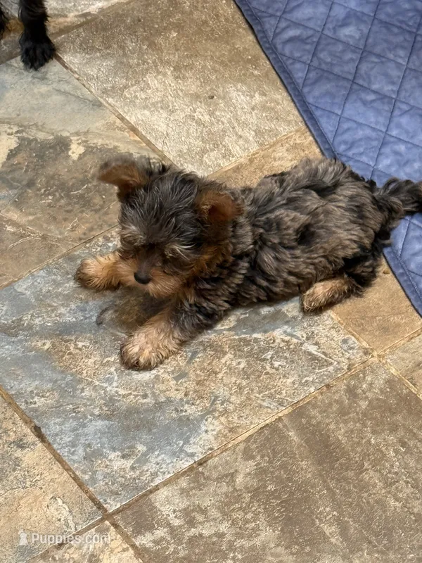 Picasso jr – Yorkshire Terrier puppy for sale in Alvord, IA