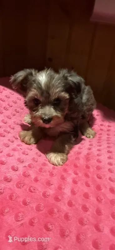Denali – Yorkshire Terrier puppy for sale in Alvord, IA