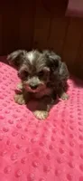Denali, a female Yorkshire Terrier for sale in Alvord, IA – 1 of 10