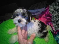 Oreo, a male Yorkshire Terrier for sale in Alvord, IA – Photo 4 of 4