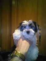 Oreo, a male Yorkshire Terrier for sale in Alvord, IA – Photo 2 of 4