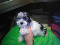 Oreo, a male Yorkshire Terrier for sale in Alvord, IA – Photo 3 of 4