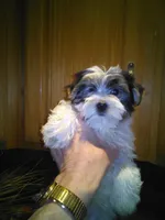 Oreo, a male Yorkshire Terrier for sale in Alvord, IA – Photo 1 of 4