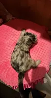 Belle, a female Yorkshire Terrier for sale in Alvord, IA – 6 of 7