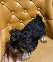 Benji, a male Yorkshire Terrier for sale in Alvord, IA – Photo 3 of 6