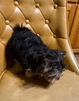 Benji, a male Yorkshire Terrier for sale in Alvord, IA – Photo 5 of 6