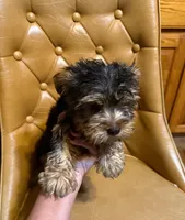 Benji, a male Yorkshire Terrier for sale in Alvord, IA – Photo 2 of 6