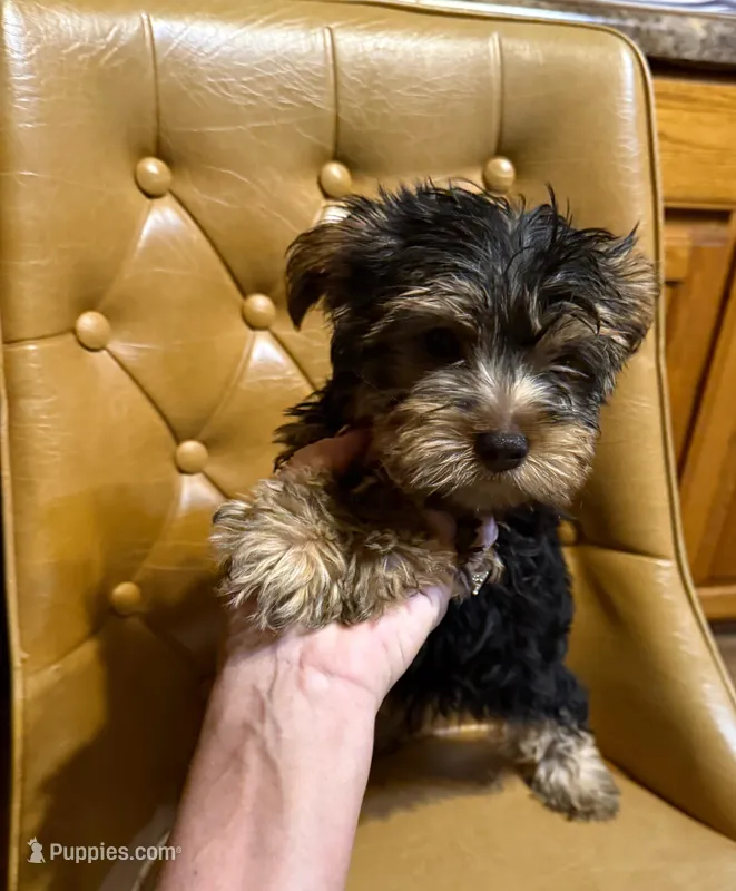 Benji – Yorkshire Terrier puppy for sale in Alvord, IA