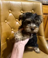 Benji, a male Yorkshire Terrier for sale in Alvord, IA – Photo 1 of 6