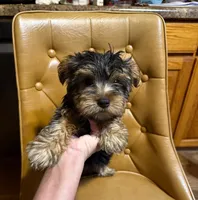 Benji, a male Yorkshire Terrier for sale in Alvord, IA – Photo 6 of 6