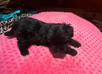 Raven, a female Yorkshire Terrier for sale in Alvord, IA – Photo 7 of 7