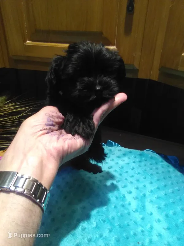 Raven – Yorkshire Terrier puppy for sale in Alvord, IA