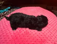 Raven, a female Yorkshire Terrier for sale in Alvord, IA – Photo 6 of 7