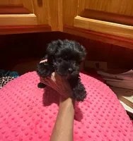 Raven, a female Yorkshire Terrier for sale in Alvord, IA – Photo 4 of 7