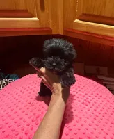 Raven, a female Yorkshire Terrier for sale in Alvord, IA – Photo 5 of 7