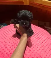 Raven, a female Yorkshire Terrier for sale in Alvord, IA – Photo 2 of 7