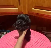 Raven, a female Yorkshire Terrier for sale in Alvord, IA – Photo 3 of 7