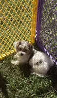 Daisy, a female Yorkshire Terrier for sale in Alvord, IA – 8 of 9